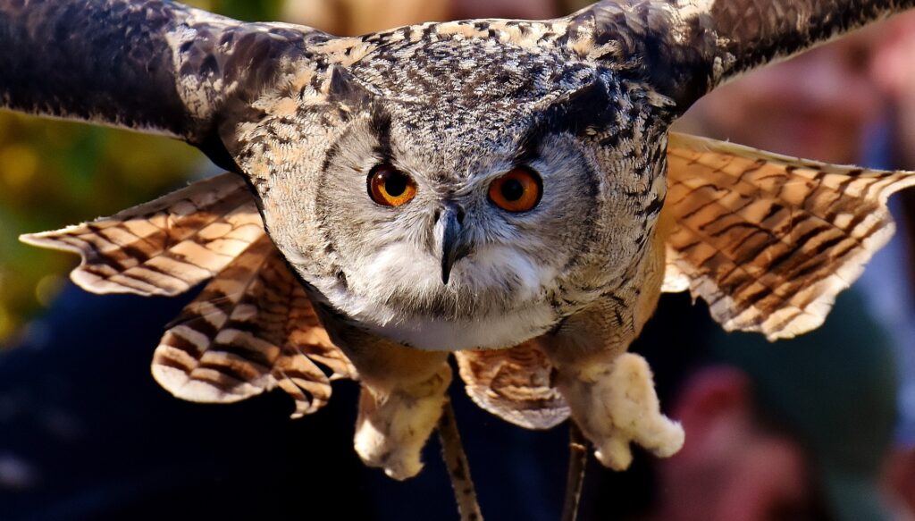 Owl Flying Towards