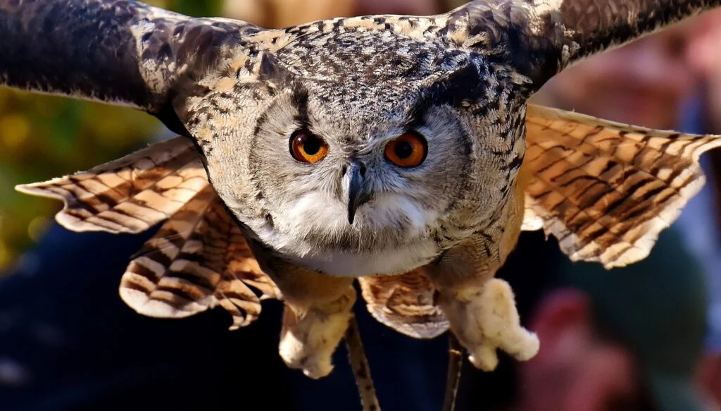 Owl Flying Towards